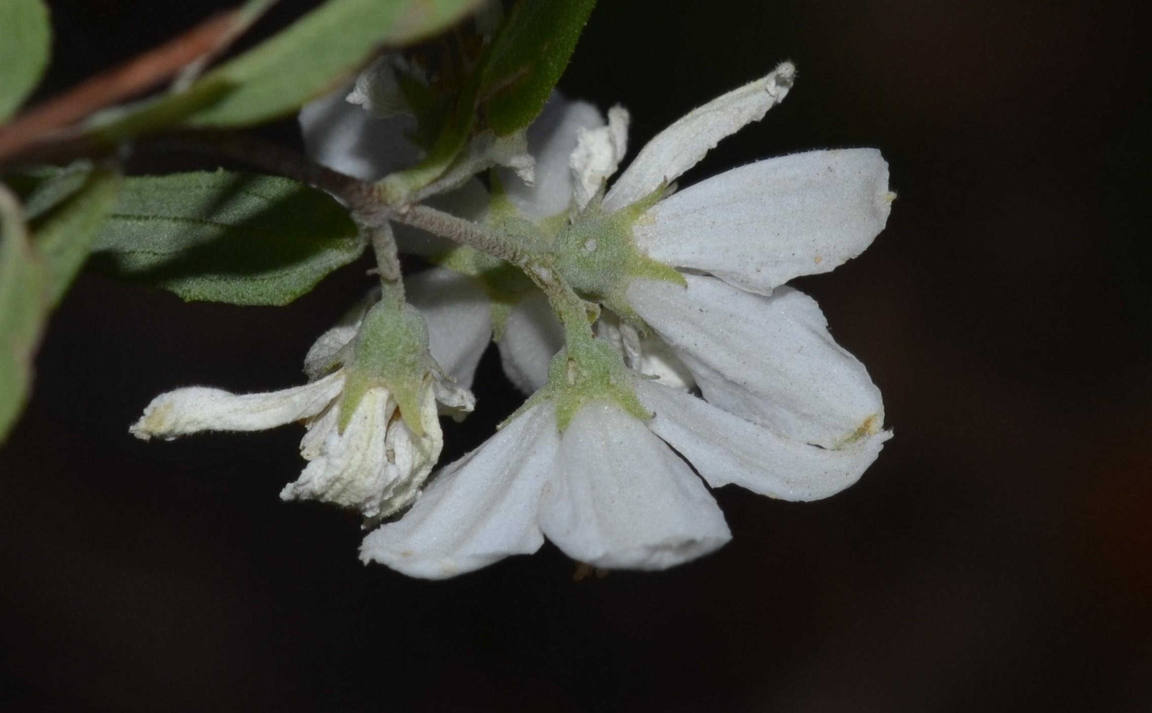Deutzia eFlora of India